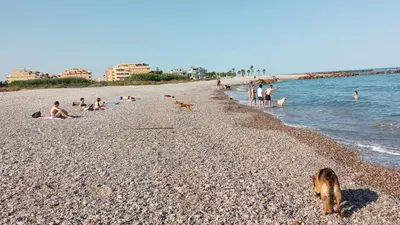 a group of people and dogs on a beach at Playa Paradis III - Primera linea de playa in Moncófar