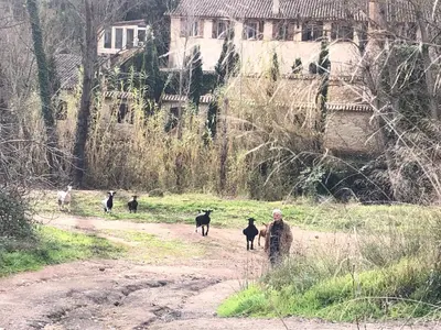 a man walking down a dirt road with sheep at Alojamiento rural con encanto in Alborache
