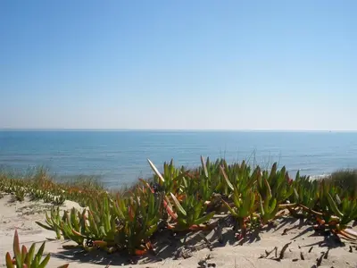 a row of plants on a beach near the ocean at Alqueria de Vilches in Cullera