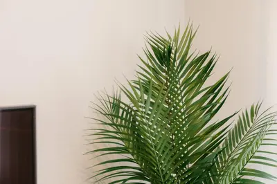 a green plant sitting next to a white wall at Doce de Colón Requena in Requena