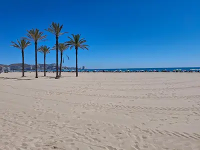 a group of palm trees on a sandy beach at Cullera Mar Azul in Cullera
