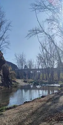 a group of swans swimming in a river at San Juan in Alborache