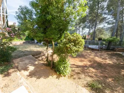 a small tree in the middle of a yard at Casa Rustica en Las MONTAÑAS in Tales