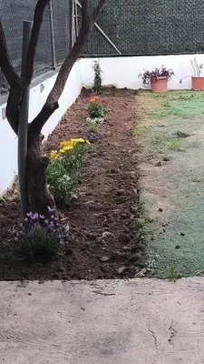 a garden with purple and yellow flowers next to a tree at Townhouse with pool next to the City of Arts in Valencia