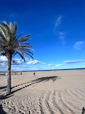 a palm tree in the middle of a sandy beach at Estudio en Valencia in Valencia
