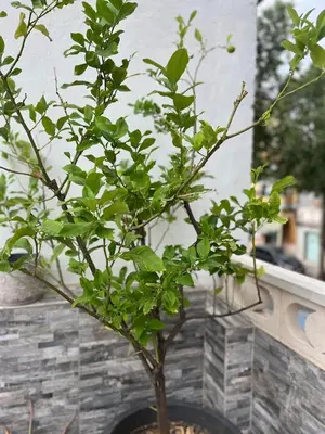 a small tree in a pot next to a building at Casa moderna en Manises con 2 terrazas in Manises