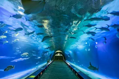 a tunnel in an aquarium filled with fish at Duplex-Port-Valencia 14 in Valencia