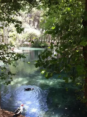 a painting of a duck swimming in a river at Villa Entre-Azahar, Tu refugio de tranquilidad in Lliria