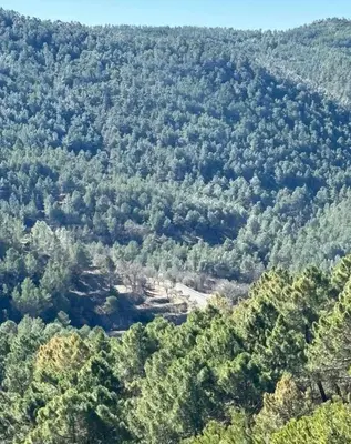 an aerial view of a forest of trees at Villa punta RJ in Pavías