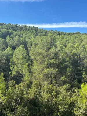 an overhead view of a forest with water in the background at Villa punta RJ in Pavías