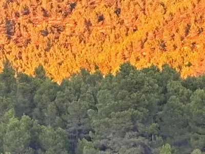 an aerial view of a forest with fall foliage at Villa punta RJ in Pavías