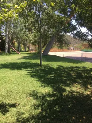 a tree in the middle of a grass field at Ideal apartment in Náquera, Pool, Wifi in Náquera