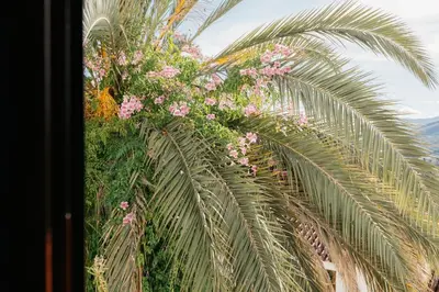a palm tree with pink flowers on it at Brisas Chulilla Mirador House in Chulilla