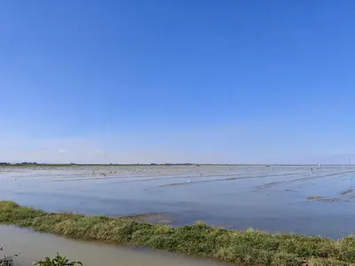 a view of a body of water with a field at SeaSuites Yellow - Loft cerca del mar en Cullera in Mareny de San Lorenzo