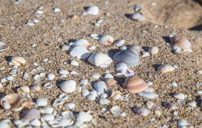 a group of shells on a sandy beach at Lovely Apartment In Tavernes De La Valldig in Tavernes de Valldigna