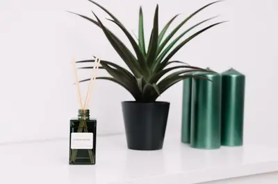 a plant in a black vase on a shelf at N3 Bright and Cosy apartament Park Benicalap N3 in Valencia