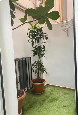 a plant in a pot sitting on a balcony at Centro Histórico Valencia 2 Hab in Valencia