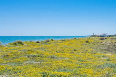 a field of yellow flowers in front of the ocean at Salamar Saler Golf in El Saler