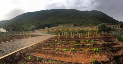 a field of plants in front of a building at Mar de Fulles in Alfondeguilla