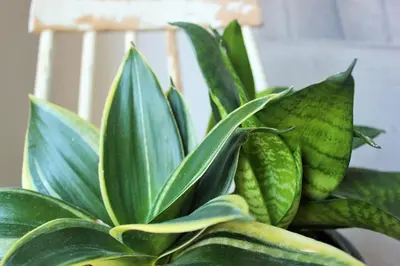 a green plant sitting next to a white chair at Barracart Apartments in Valencia