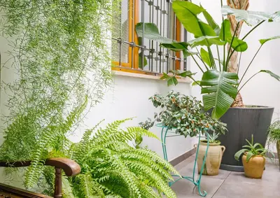 a bunch of plants sitting next to a wall at Barracart Apartments in Valencia