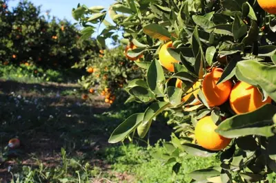 a bunch of oranges on a tree in an orchard at Casa Rural La Tramontana in Estivella
