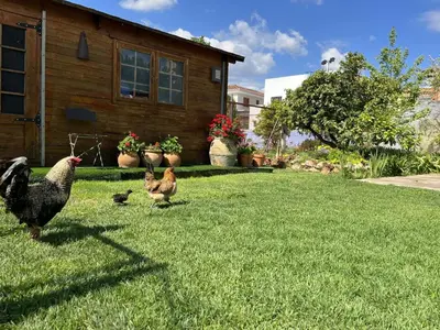 a group of chickens walking in the grass in front of a house at El Secanet in Algimia de Alfara