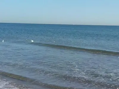 a group of birds in the water on the beach at Apartamento Sofia in Valencia