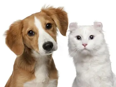 a dog and a cat standing next to each other at Ca Emma in Mahuella