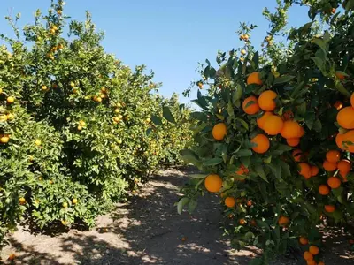 a row of orange trees filled with lots of oranges at Ca Emma in Mahuella
