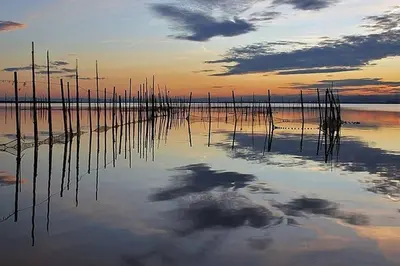 a body of water with reeds in the water at Apartamento en la Ciudad de las ciencias in Valencia