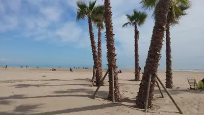 a group of palm trees on a sandy beach at Apartamento Con Preciosas Vistas Al Mar,WIFI y piscina de temporada in Canet de Berenguer