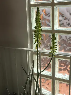 a plant is growing in front of a window at MÍ casa YOUR HOME in Valencia