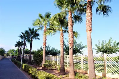 a row of palm trees next to a sidewalk at Family-Friendly Beach House ideal for Holidays & Workers at Beach Sagunto Valencia in Sagunto