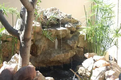 a pond in a garden with rocks and a tree at Casa Tambor in Puebla de Vallbona