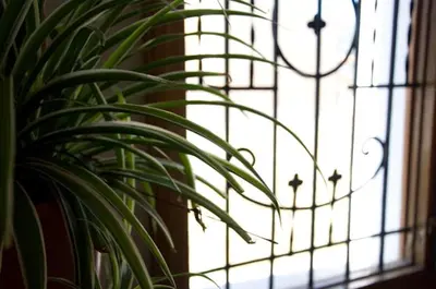 a plant sitting in front of a window at Hotel Álvarez in Tuéjar