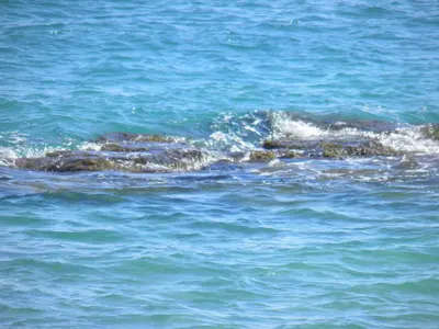 a group of animals swimming in the water at Casa Rural La Torreta in Corbera de Alcira