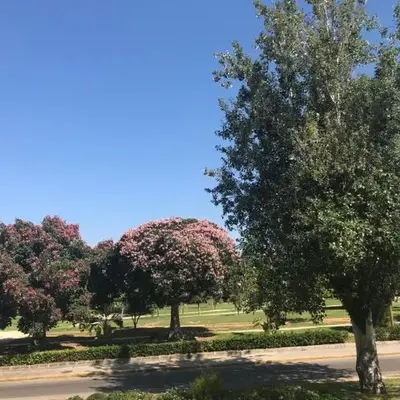 Plaza Sainetero Arniches