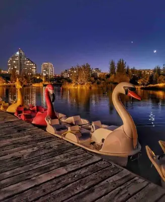 a group of swans are lined up on a dock at My House in Valencia