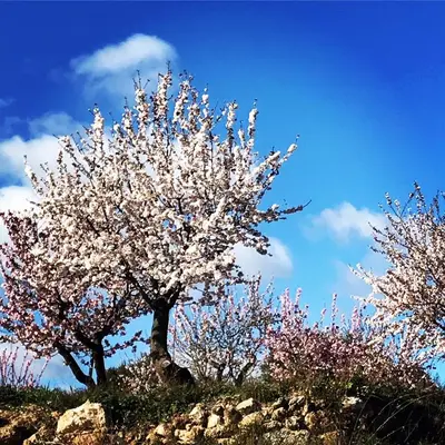 two trees with pink flowers on a hill at Casa Rural La Antigua in Chelva