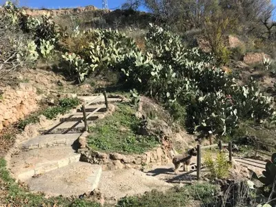 a cat walking down a dirt hill with plants at Casa Rural La Antigua in Chelva