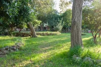 a group of trees in a field with grass at Villa Entrenaranjos in Picassent