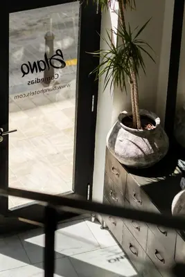 a potted plant sitting on a dresser next to a window at Blanq Comedias in Valencia