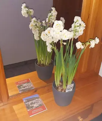 two black pots with white flowers on a table at APARTAMENTO LOS NARCISOS in Chulilla