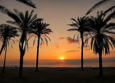 a group of palm trees on a beach at sunset at PATACONA MARE NOSTRUM APARTMENT II in Valencia