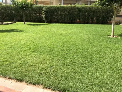 a green lawn with a tree in a yard at Sun & Beach Pobla in Puebla de Farnals