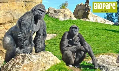 two chimpanzees sitting on some rocks in a field at Bioparc Metro Valencia in Valencia