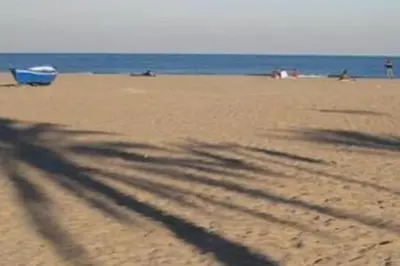 a shadow of a tree on the beach at Loft en la Ciudad de las Ciencias y cerca de la playa in Valencia