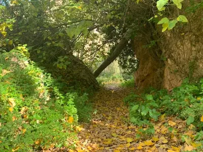a path through a forest with trees and leaves at Casa rural la ermita de Anna in Anna