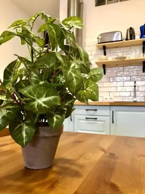 a potted plant sitting on a wooden floor in a kitchen at Casita privada con encanto en la playa de Valencia in Valencia